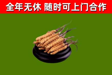 镇巴县回收散虫草