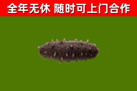 镇巴县回收海参干